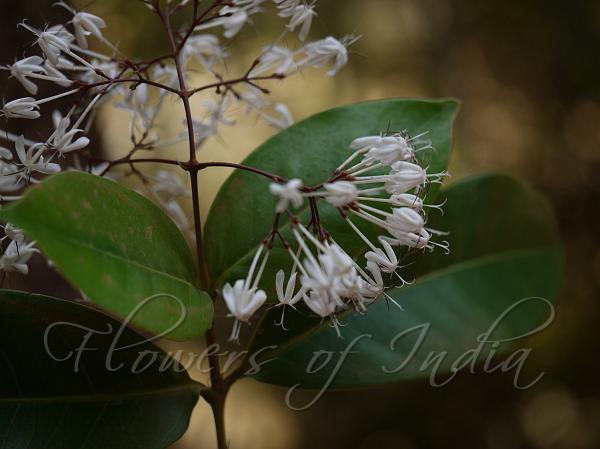 Black Ixora